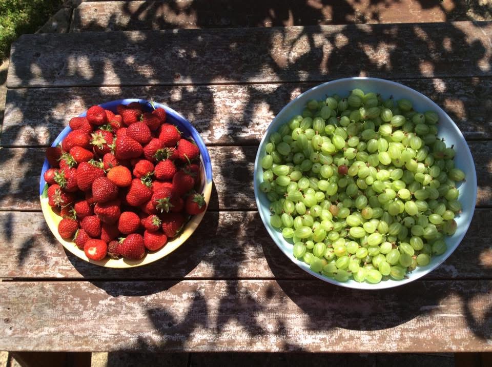 Strawberries and Gooseberries